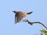 Boompieper  20220513  Pannenhoef