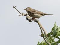 Boompieper  20220513  Pannenhoef