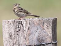 Boompieper  20220513  Pannenhoef