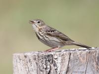 Boompieper  20220513  Pannenhoef