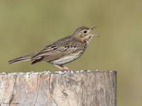 Boompieper  20220513  Pannenhoef