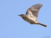 Boompieper  20220513  Pannenhoef