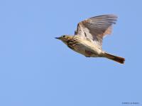 Boompieper  20220513  Pannenhoef