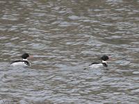 Middelste zaagbek  20220430  Kreekraksluizen