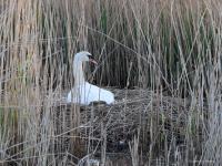 Knobbelzwaan  20220422  Molenplaat BoZ