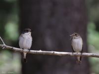 Bonte vliegenvanger  20220521 Oude Buisse Heide Wittebrugstraat
