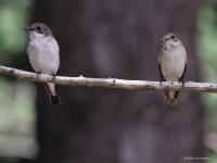 Bonte vliegenvanger  20220521 Oude Buisse Heide Wittebrugstraat