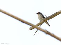 Bonte vliegenvanger  20220521 Oude Buisse Heide Wittebrugstraat