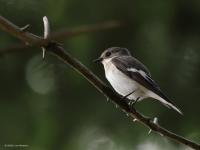 Bonte vliegenvanger  20220521 Oude Buisse Heide Wittebrugstraat
