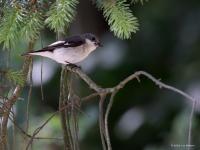 Bonte vliegenvanger  20220521 Oude Buisse Heide Wittebrugstraat