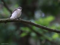 Bonte vliegenvanger  20220521 Oude Buisse Heide Wittebrugstraat
