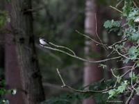 Bonte vliegenvanger  20220521 Oude Buisse Heide Wittebrugstraat