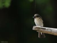 Bonte vliegenvanger  20220521 Oude Buisse Heide Wittebrugstraat