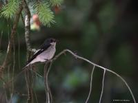 Bonte vliegenvanger  20220521 Oude Buisse Heide Wittebrugstraat