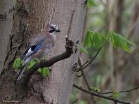 Gaai  20220415  Markiezaat