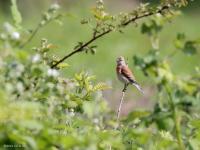 Kneu  20220527  Oude Buisse Heide