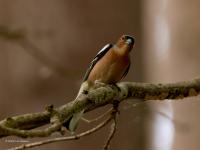 Vink  20220513  Pannenhoef