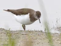 Oeverloper  20220430  Hogerwaardpolder