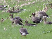 Kolgans  20221028  De Matjens