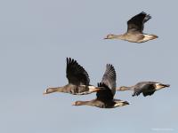 Kolgans  20221028  De Matjens