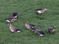 Kolgans  20221028  De Matjens