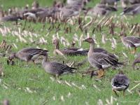 Toendrarietgans  20221028  De Matjens