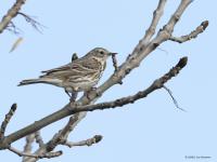 Graspieper  20220422  Molenplaat BoZ