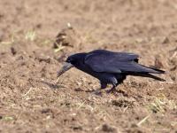 Roek  20220409  De Matjens