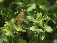 Geelgors  20220507  Broskens