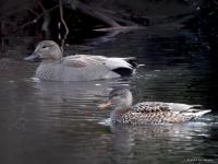 Krakeend  20230109  Ardo