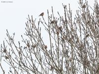 Vink  20230110  Muisvonder