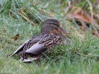 Wilde eend  20230110  Muisvonder