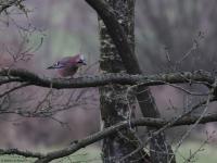 Gaai  20230125  Pannenhoef