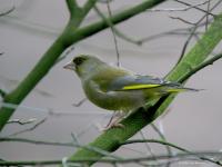 Groenling  20081221  Tuin