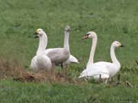 Kleine zwaan  20230124  Pannenhoef