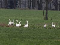 Kleine zwaan  20230124  Pannenhoef