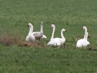 Kleine zwaan  20230124  Pannenhoef
