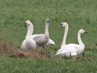 Kleine zwaan  20230124  Pannenhoef