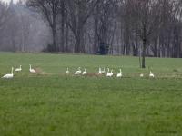 Kleine zwaan  20230124  Pannenhoef