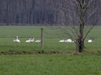 Kleine zwaan  20230124  Pannenhoef