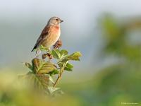 Kneu  20220503  Scherpenisse