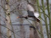 Krakeend  20230223  Ardo