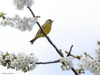 Groenling  20230413  Thuis tuin