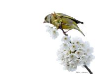 Groenling  20230413  Thuis tuin