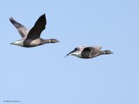 Rotgans  20230415  Schakerlooppolder