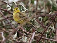 Geelgors  20120212  Gilze