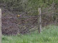 Geelgors  20230429  Broskens