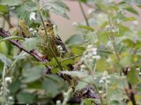 Geelgors  20230602  Broskens