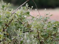 Geelgors  20230602  Broskens