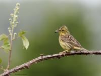 Geelgors  20230608  Broskens